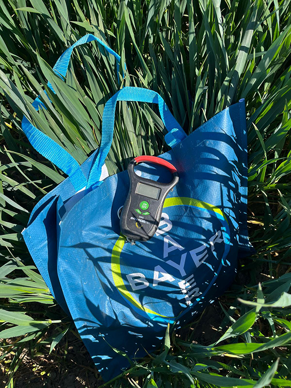 Pose fyldt med hvedeblade